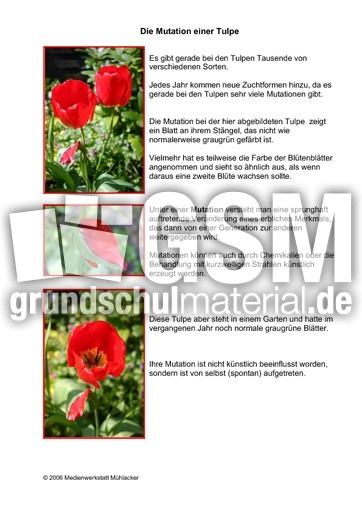 Mutation-einer-Tulpe.pdf